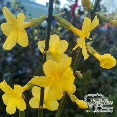 Jasminum nudiflorum